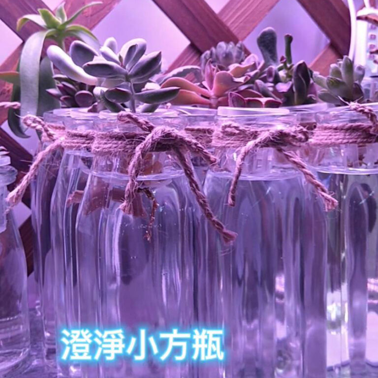 多肉植物+水培玻璃花瓶