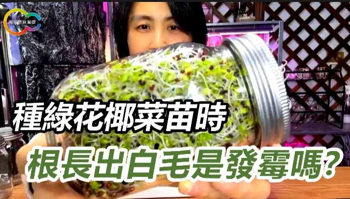 種綠花椰菜苗時根長出白毛是發霉嗎？