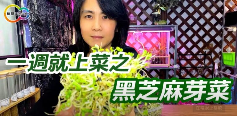 一週就上菜之黑芝麻芽菜