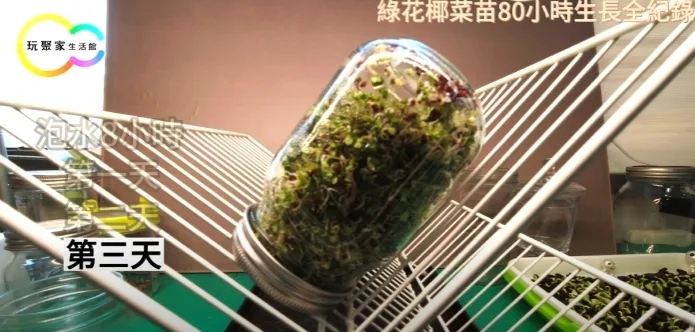 種出漂亮綠花椰菜苗 的幾個小祕訣