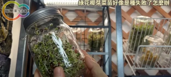 綠花椰芽菜苗好像是種失敗了怎麼辦