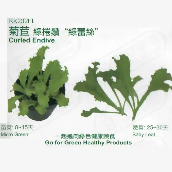 台灣PIH嚴選★無菊苣 綠捲鬚 綠蕾絲 種子★種子花苗