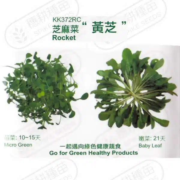 台灣PIH嚴選★芝麻葉 黃芝 種子★種子花苗