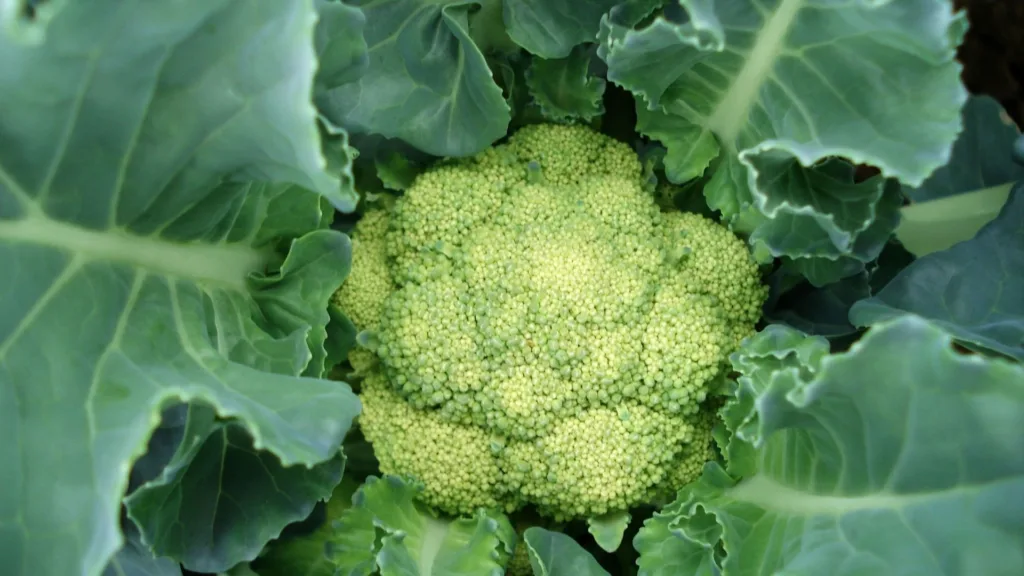 成熟青花椰菜 成熟綠花椰菜 成熟西蘭花