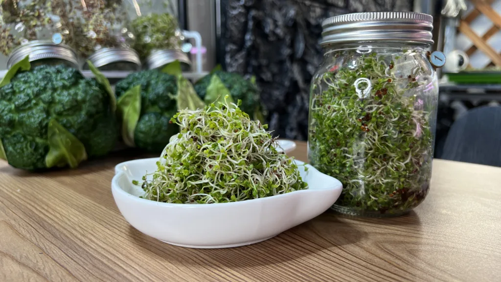 綠花椰菜苗